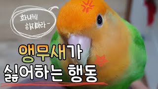 앵무새가 싫어하는 행동 10가지/10 Behaviors That Parrots Hate - Youtube