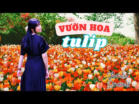 Tulip Nở Rộ trong Vườn Keukenhof phiên bản đất nước láng giềng Hà Lan | Floralia Brussels 2023