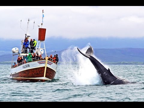 Whale Watching Húsavík Iceland – Walbeobachtung Island