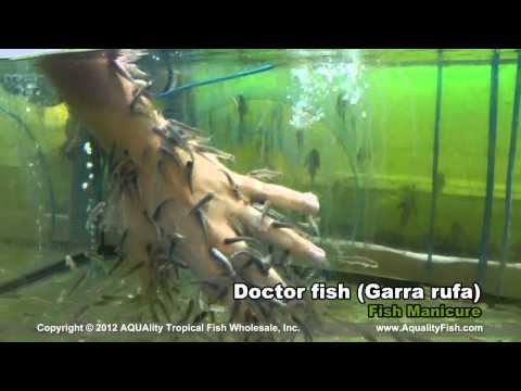 Doctor Fish (Garra Rufa)